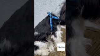 Modrý postroj pro psy kolekce Fish bones 10mm