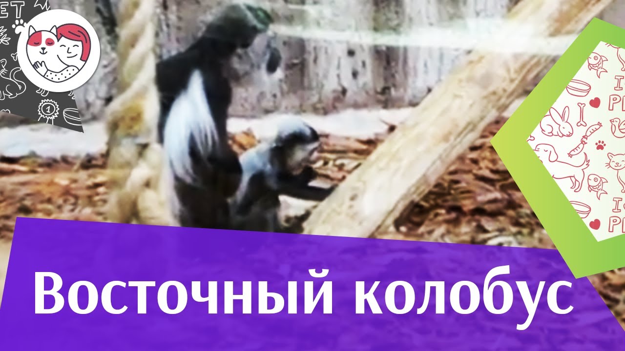 Восточный колобус Места обитания на ilikepet