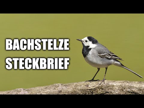 Bachstelze Artportrait (Aussehen, Vogelstimme und mehr)