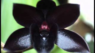 Lost Soul Refuge - Black Orchid