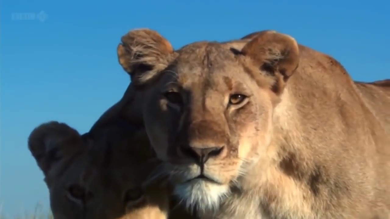 David Attenborough's Animals of Africa Migration #lions #safari 