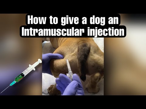 How to give a dog an Intramuscular injection! BREEDERS HACKS‼️