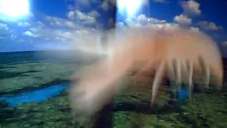 Salta, pequeña langosta