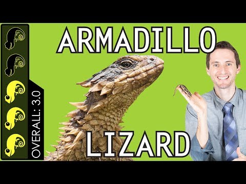 download lagu mp3 mp4 Armadillo Girdled Lizard, download lagu Armadillo Girdled Lizard gratis, unduh video klip Download Armadillo Girdled Lizard Mp3 dan Mp4 Free All Gratis