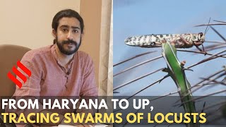 From Haryana to U.P, tracing swarms of locusts | Locusts Attack India | DOWNLOAD THIS VIDEO IN MP3, M4A, WEBM, MP4, 3GP ETC