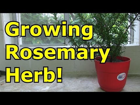 download lagu mp3 mp4 How To Grow Rosemary In A Pot, download lagu How To Grow Rosemary In A Pot gratis, unduh video klip How To Grow Rosemary In A Pot