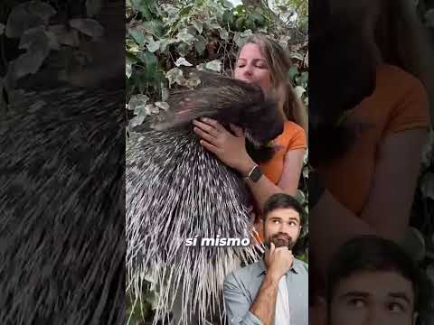 How Porcupine Spines Work #animals #fun #facts