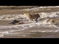 Lioness Crossing
