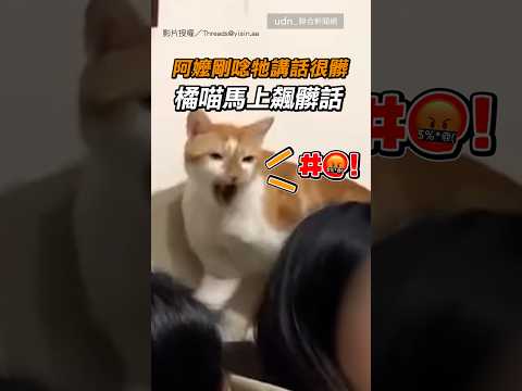 【神預判】阿嬤剛唸完牠講話很髒 橘喵馬上飆髒話｜貓咪｜髒話｜阿嬤｜神預言