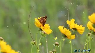 Fields Of Fortune  - Secret Garden