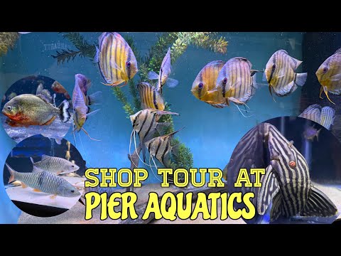 SHOP TOUR AT PIER AQUATICS! 