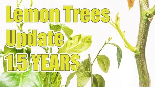 Lemon Tree Update 1.5 YEARS Later ( Most Asked For Video )