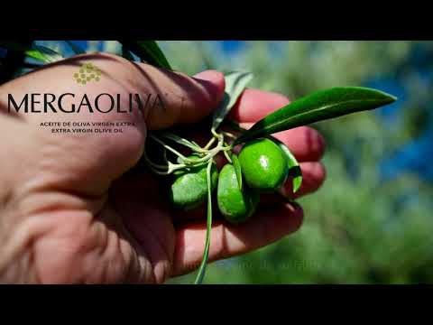 Producción de aceite - Mergaoliva Balsamic Orange 500 ml