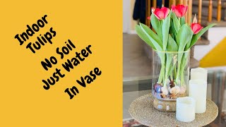 Grow Tulips In Vase || Grow Tulips Without Soil || Tulips In Water || Indoor Spring Flowers ||