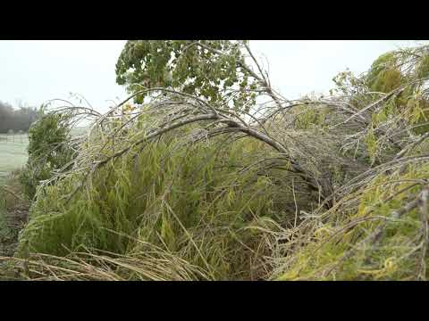 10-26-2020 Oklahoma City, OK - Suburbs - Ice Storm Accumulation - Snapping Branches - Accidents