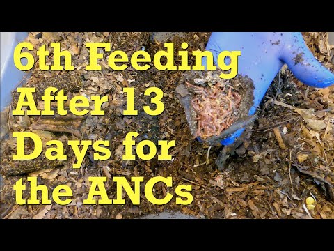 ANC bins on day 55 given their 6th feeding after 13 days - worm farm vermicompost