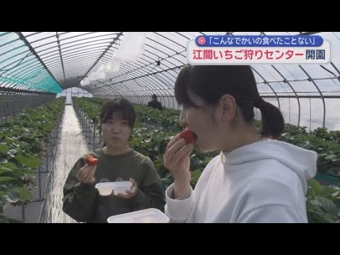 YouTube Video 「いちご狩り」のシーズンが到来　静岡・伊豆の国市の江間いちご狩りセンターが開園