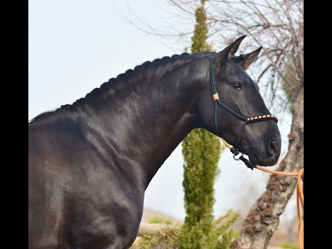 VERSO DE SUSAETA - BLACK ANDALUSIAN  DRESSAGE STALLION AVAILABLE FOR BREEDING