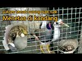 Peternak Burung Ruak Ruak Yg Telaten Burung Jinak Bertelur Di Kandang