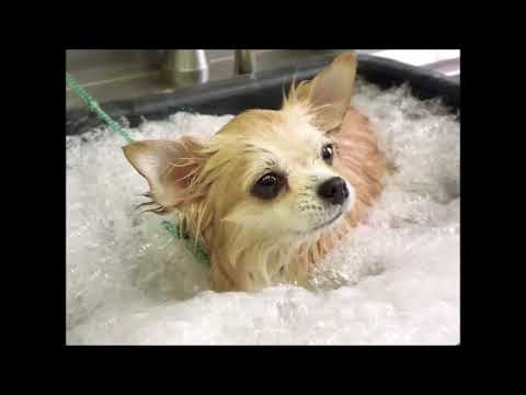 Pozvánka na Webinář SPA perličková lázeň