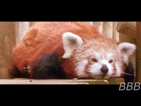 SCP 5770   To Parade 'Pendas'