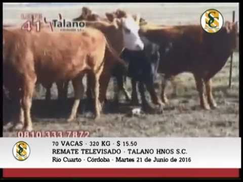 21-06-16 - VENTA DE VACAS Y VAQUILLONAS - REMATE TELEVISADO TALANO HNOS
