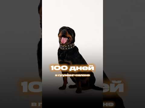 РОТВЕЙЛЕР РОККИ В ГРУМИНГ-САЛОНЕ #շներ #գրումինգ #Երևան #Հայաստան #armenia