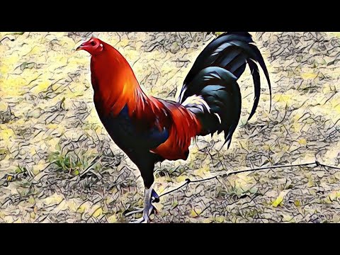 LGF LINES: 24 CARAT HATCH