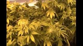 How To Grow Marijuana Plants To Yield A Pound Or More Week 8