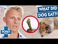 Weirdest Things Dogs Have Thrown Up Best Of Bondi Vet