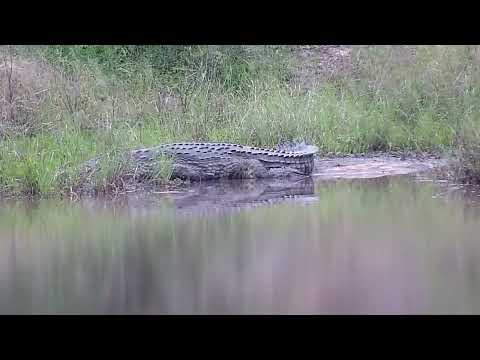 Djuma: Crocodile resting near corner of the dam - 17:05 - 02/27/2023
