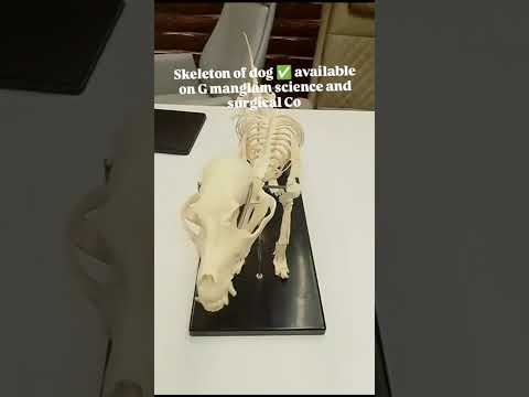 skeleton of dog