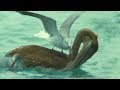 Pelican Fights With Seagulls Over Food Trials Of Life BBC Earth