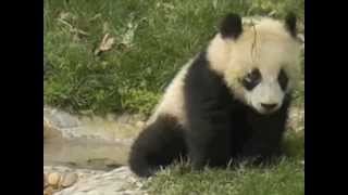 preview picture of video 'Baby Pandas Chengdu China'