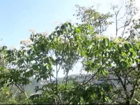 Vršidba pšenice   tradicija koja nestaje