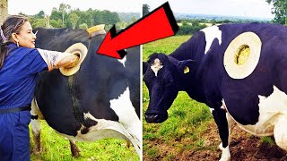 СМЕШНЫЕ ЖИВОТНЫЕ 2019 / ПРИКОЛЫ КОТЫ СОБАКИ, ЛУЧШИЕ ПРИКОЛЫ с Кошками и Собаками Funny Cats