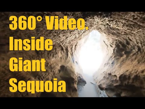 360 VR: Walking through giant tree in Sequoia National Forest. Choose your view.