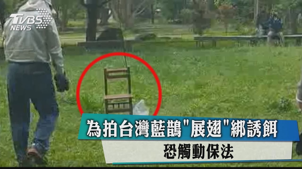 為拍台灣藍鵲「展翅」綁誘餌 恐觸動保法