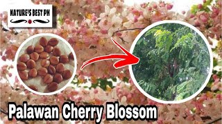 Palawan Cherry Blossom from seed to tree | Sakura Tree of the Philippines