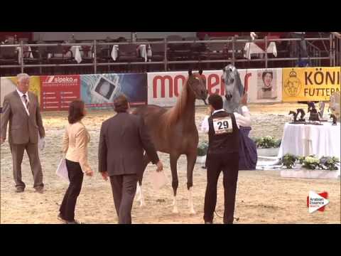 N.29 AJ BARARI - Wels 2015 - Fillies 2 years old (Class 4)