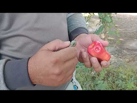 Falso fruto en el cultivo de Marañón