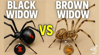 What's The Difference Between Black Widow and Brown Widow Spiders