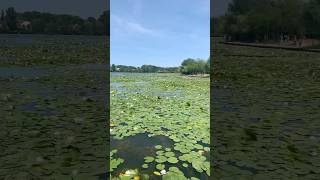 Water lilies lake #travelvlog #europe