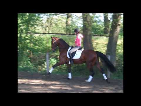 NEW FASHION 4j. von Negro - Donnerhall VB 10.000,- Euro