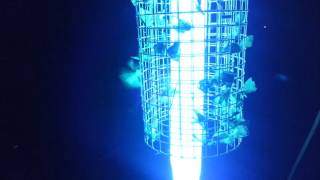 Killing Gypsy Moths in Bug Zapper