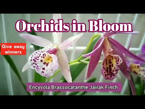 Orchids in Bloom / Giveaway winners