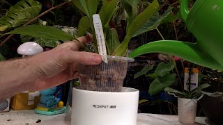 Saving a Clearance Orchid