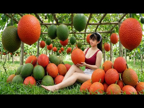 [TIMELAPSE] -- 488 Days Harvesting A Lot Of Gac Fruit, Cauliflower, Cabbage, Cantaloupe Go To Sell