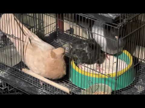 Serbian High Flyers/SRPSKI VISOKOLETAČI PRAVI/Pigeon High Flyers/Sydney Australia/19.1.2023