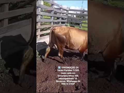 29 Vacas Paridas: 3.500 reais cada em Severiano Melo/ RN. Acompanham 16 Bezerros.ZAP 84 99810 2784*